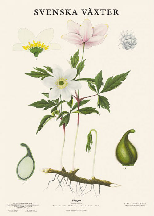 botanische-poster-bosanemoon-32-x-45-cm