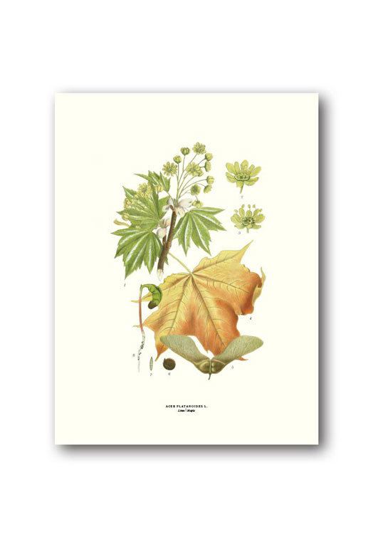botanische-poster-18-x-24-cm-esdoorn