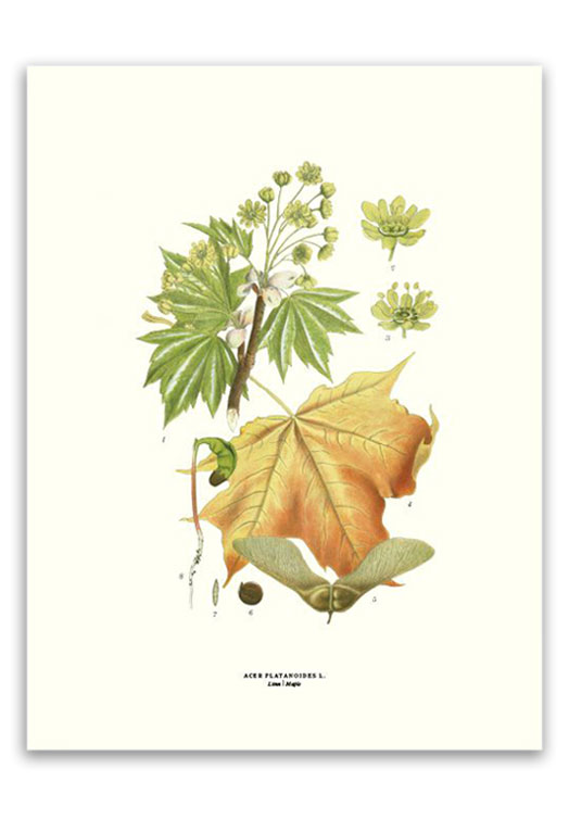 botanische-poster-30-x-40-cm-esdoorn