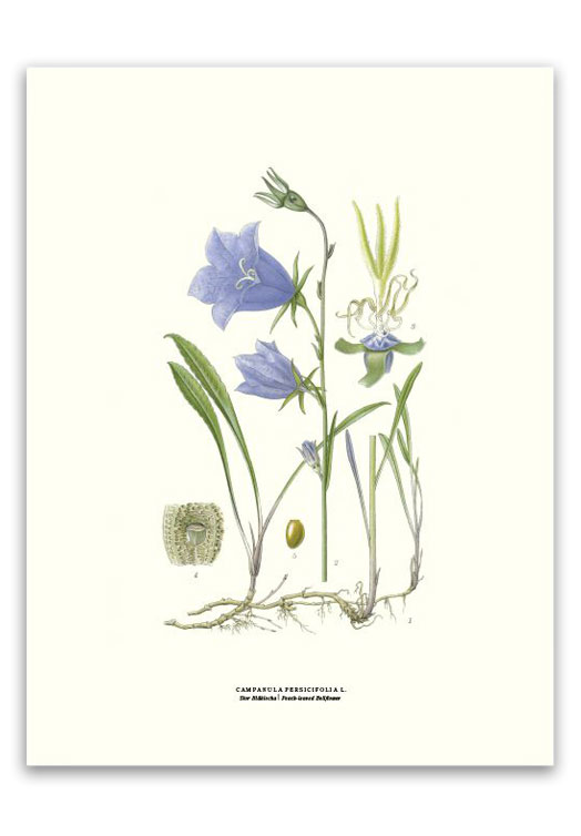 botanische-poster-30-x-40-cm-grasklokje