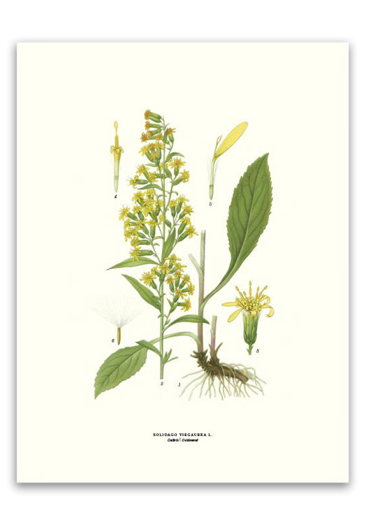botanische-poster-30-x-40-cm-guldenroede