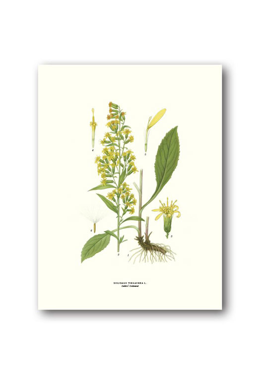 botanische-poster-18-x-24-cm-guldenroede