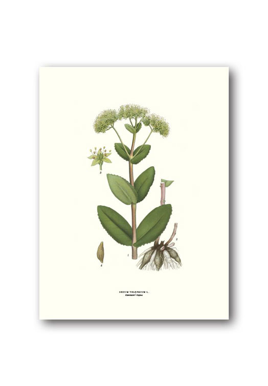 botanische-poster-18-x-24-cm-hemelsleutel