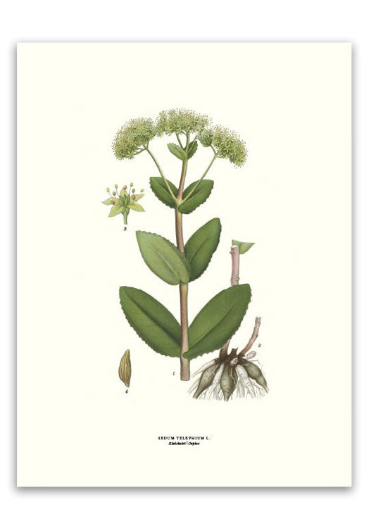 botanische-poster-30-x-40-cm-hemelsleutel