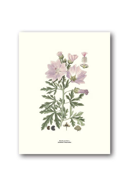botanische-poster-18-x-24-cm-kaasjeskruid