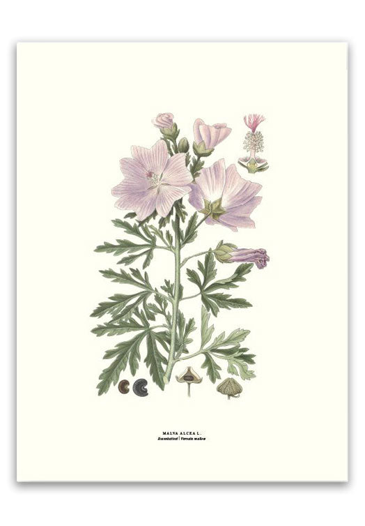 botanische-poster-30-x-40-cm-kaasjeskruid