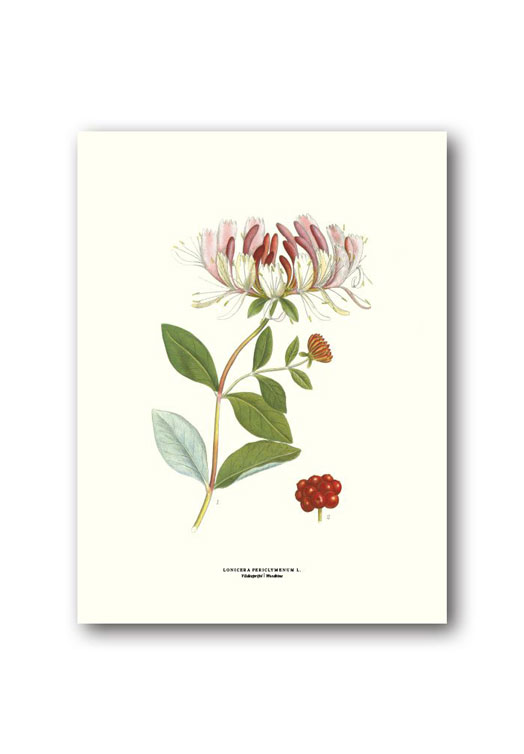 botanische-poster-18-x-24-cm-kamperfoelie