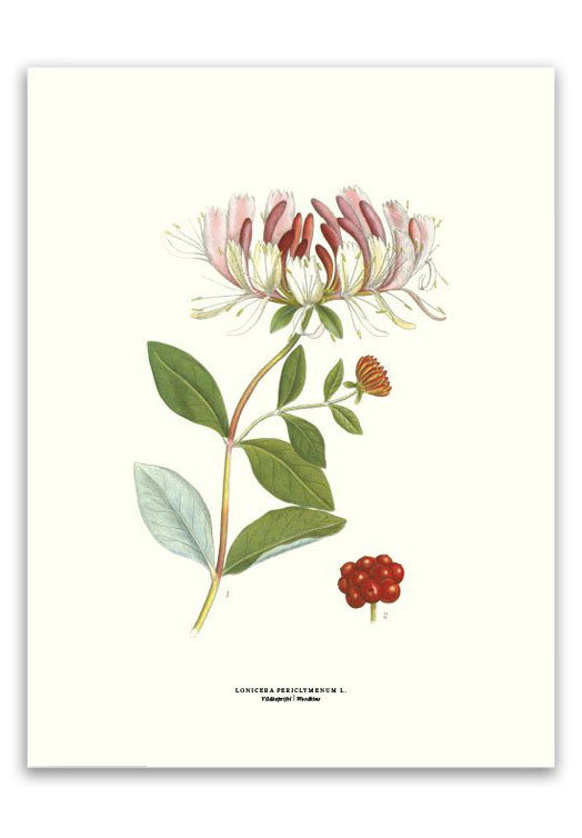 botanische-poster-30-x-40-cm-kamperfoelie