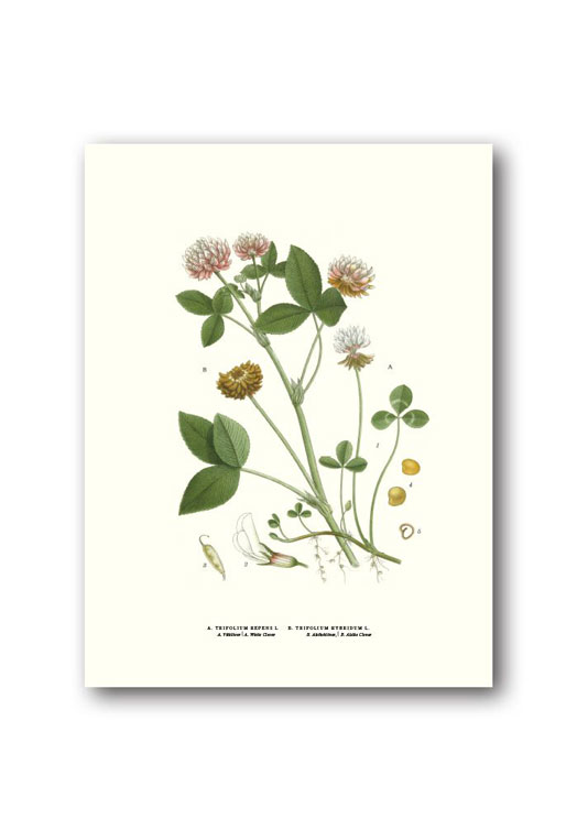 botanische-poster-18-x-24-cm-klaver