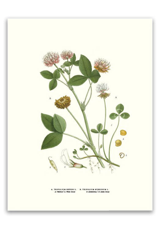 botanische-poster-30-x-40-cm-klaver