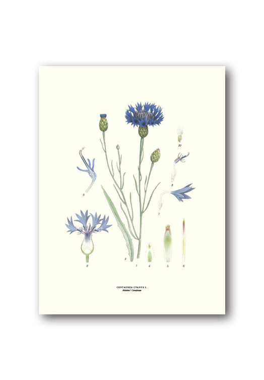 botanische-poster-18-x-24-cm-korenbloem