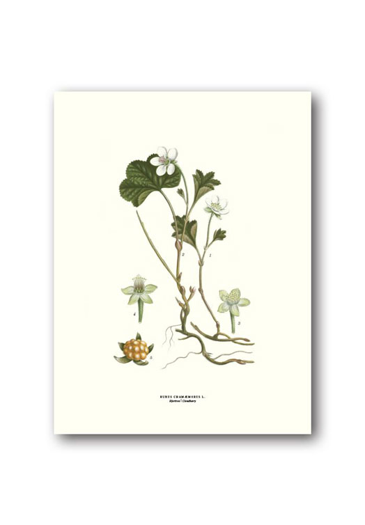 botanische-poster-18-x-24-cm-kruipbraam