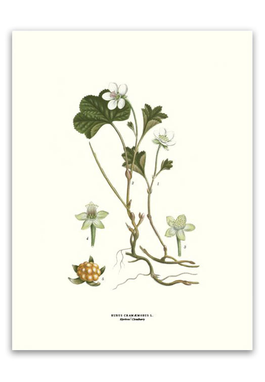 botanische-poster-30-x-40-cm-kruipbraam