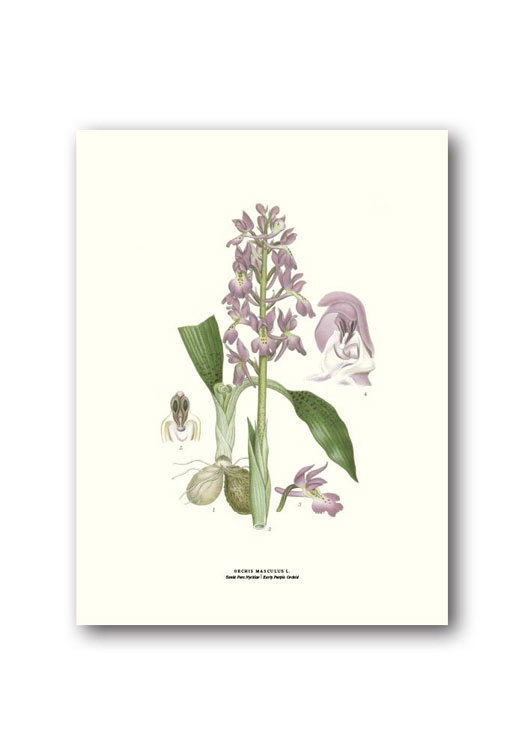 botanische-poster-18-x-24-cm-mannetjesorchis
