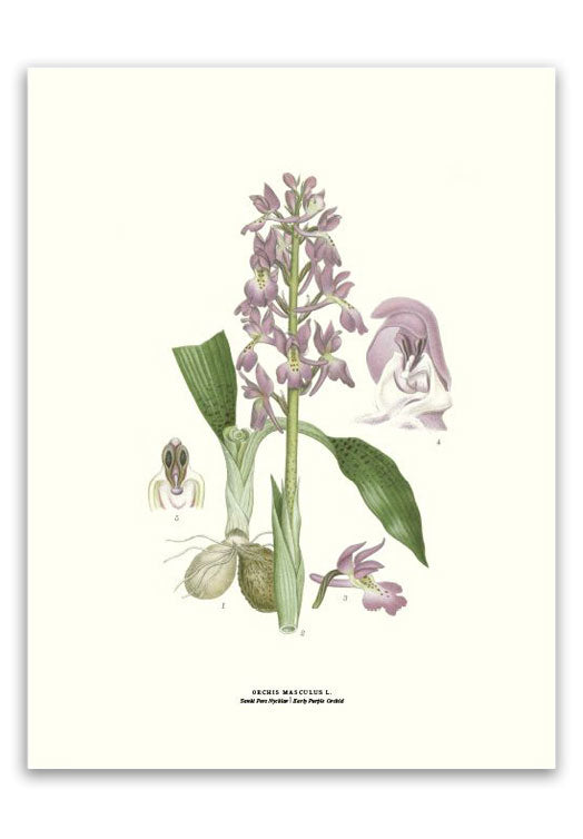 botanische-poster-30-x-40-cm-mannetjesorchis