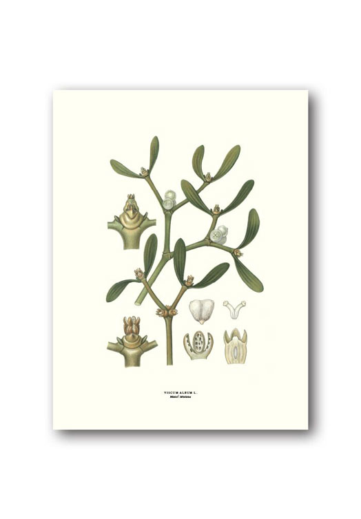 botanische-poster-18-x-24-cm-maretak