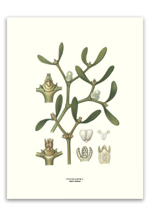 botanische-poster-30-x-40-cm-maretak