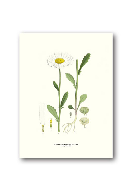 botanische-poster-30-x-40-cm-margriet