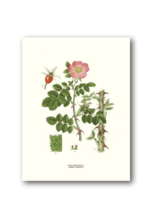 botanische-poster-18-x-24-cm-rozenbottel
