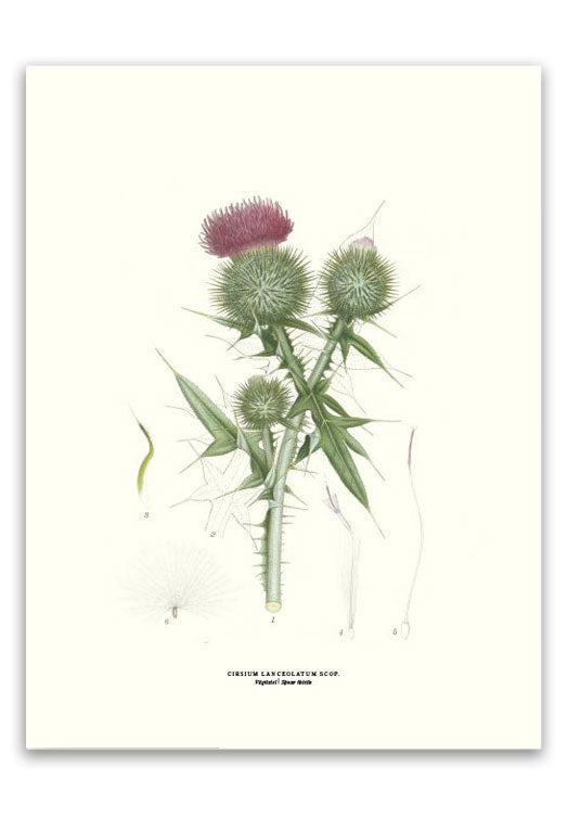 botanische-poster-30-x-40-cm-speerdistel