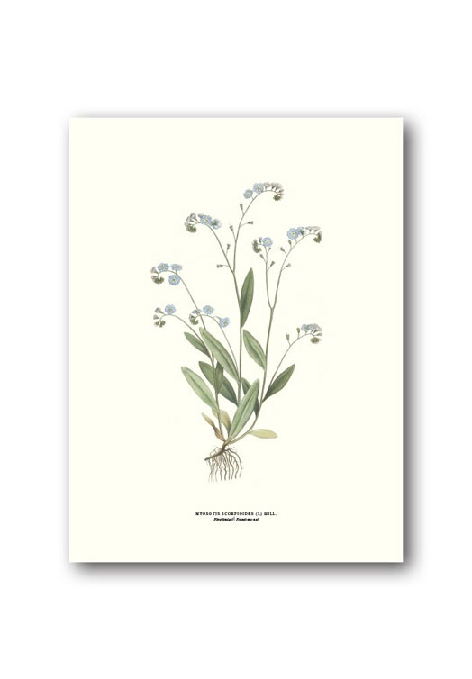 botanische-poster-18-x-24-cm-vergeet-me-nietje
