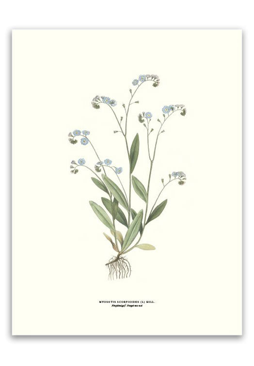 botanische-poster-30-x-40-cm-vergeet-me-nietje