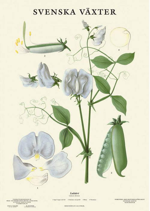 botanische-poster-lathyrus-32-x-45-cm