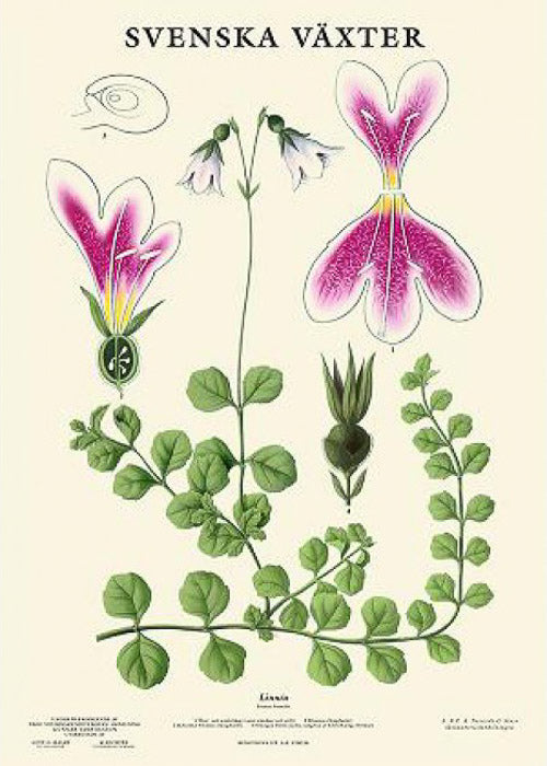 botanische-poster-linnea-50-x-70