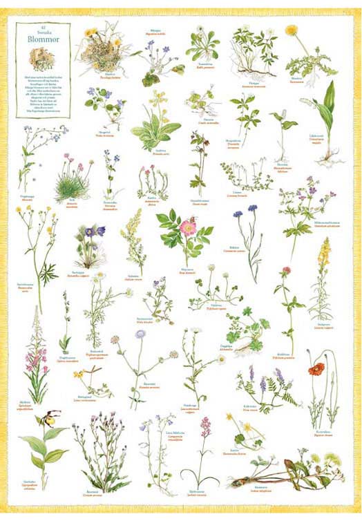 poster-zweedse-planten