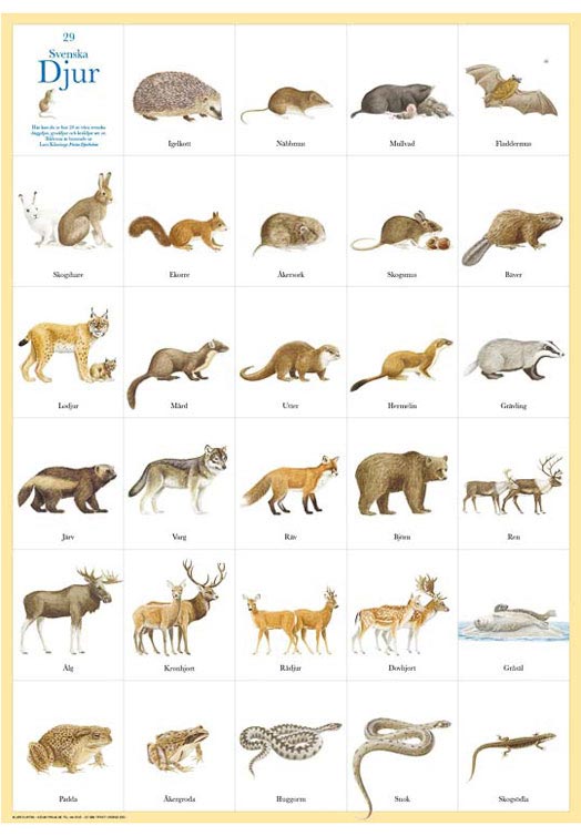 poster-zweedse-zoogdieren-2