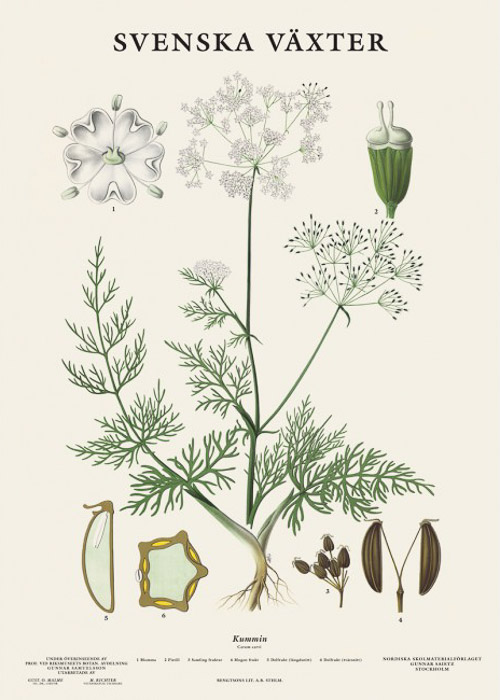 Botanische Poster Komijn Svenska Växter